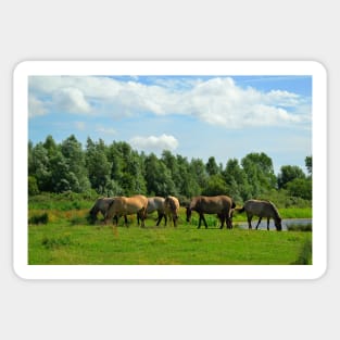 Herd of Konik horses Sticker